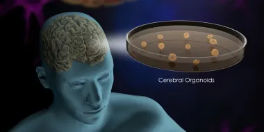 Illustration of cerebral organoids (© istock.com/Meletios Verras)