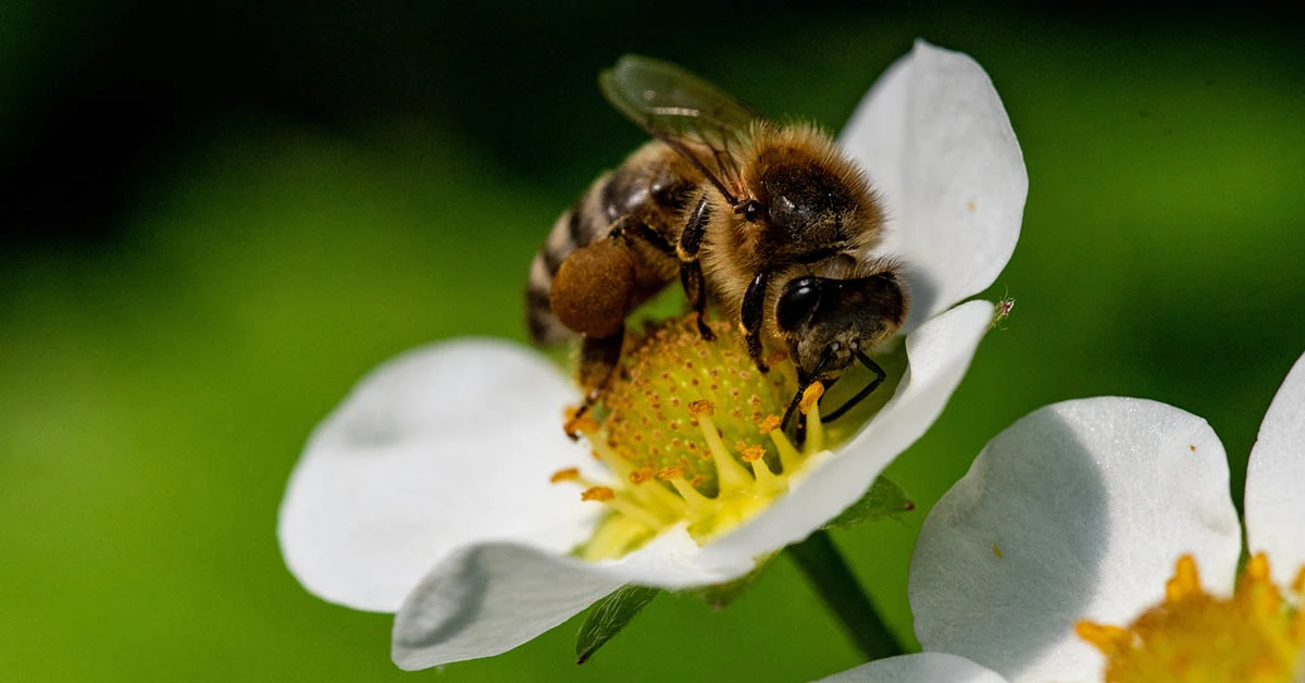 Bee on a strawberry flower in summer (© istock.com/matteodestefano)
