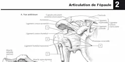 Articulation de l’épaule
