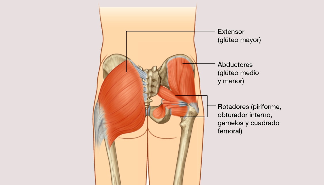 Músculo y partes del glúteo - Anatomía y como entrenarlos