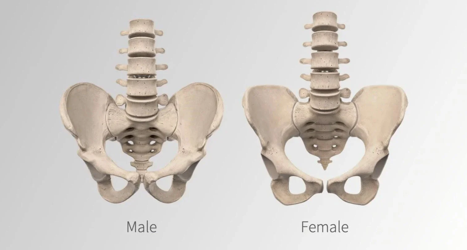 Differences between the male and female forms are accurately portrayed via the Complete Anatomy female model.