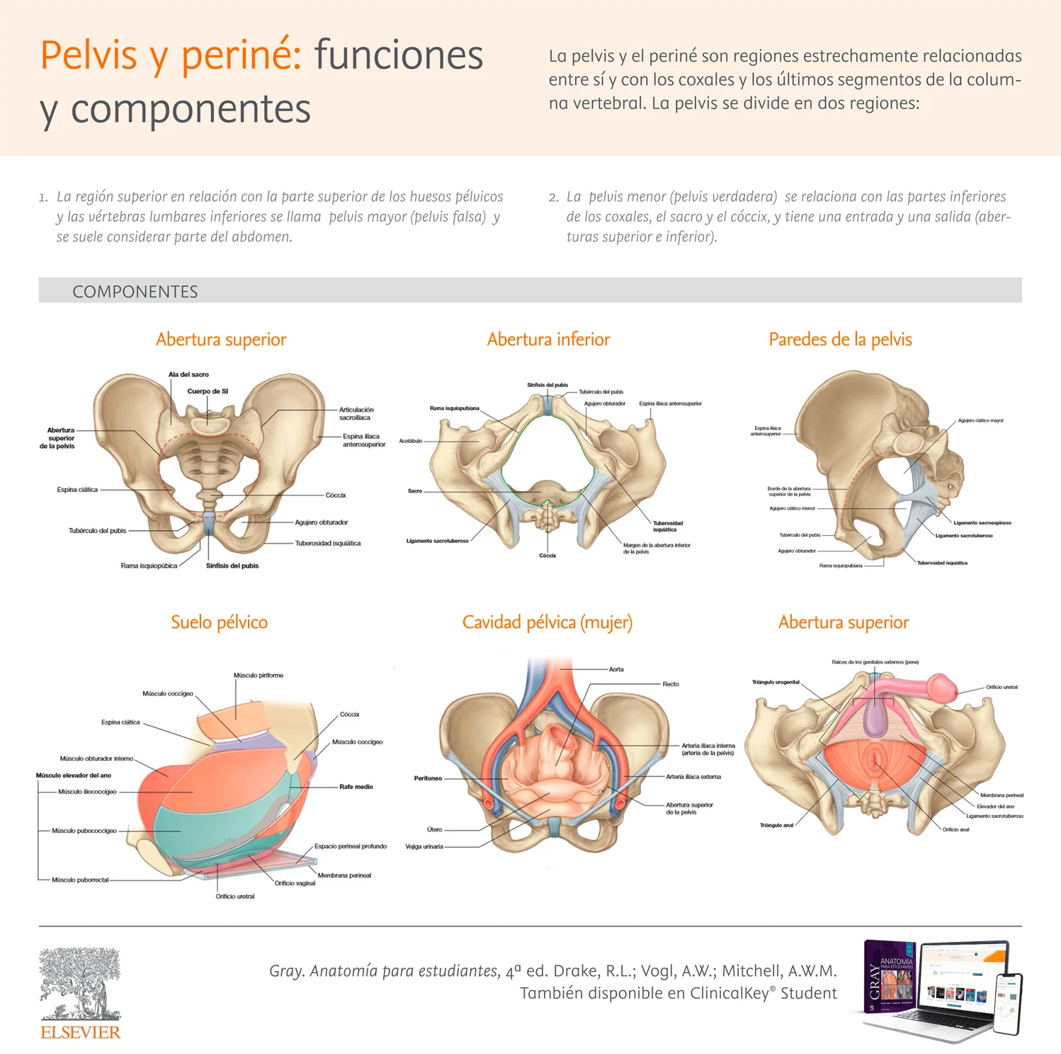 2 Infografia Pelvis perine