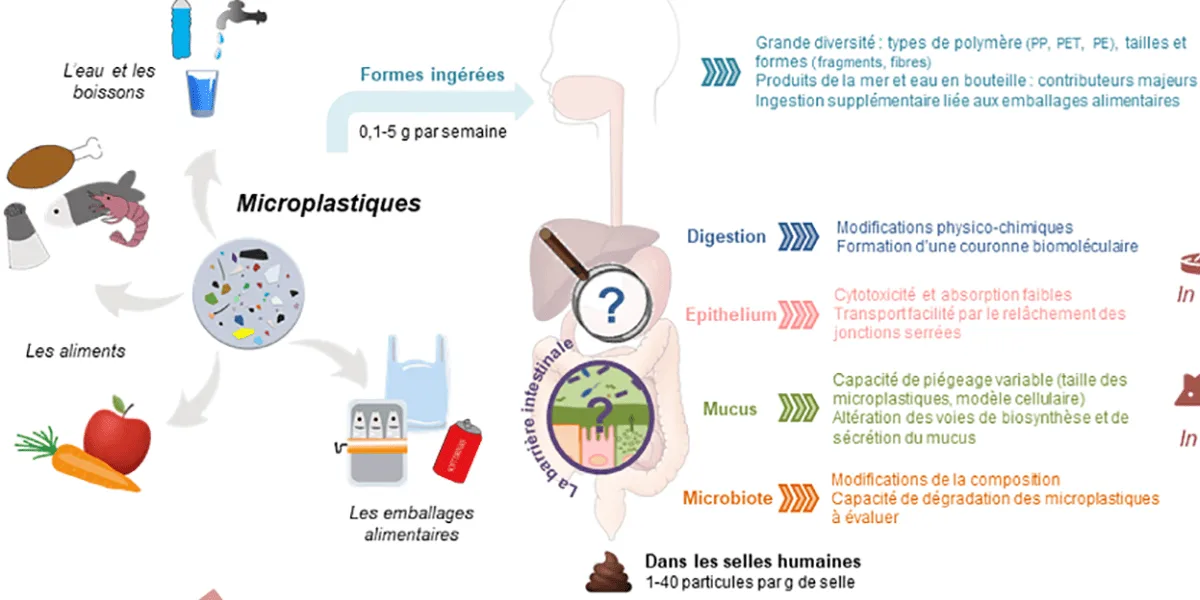 Infographic: Microplastiques dans notre alimentation: un focus sur la santé intestinale