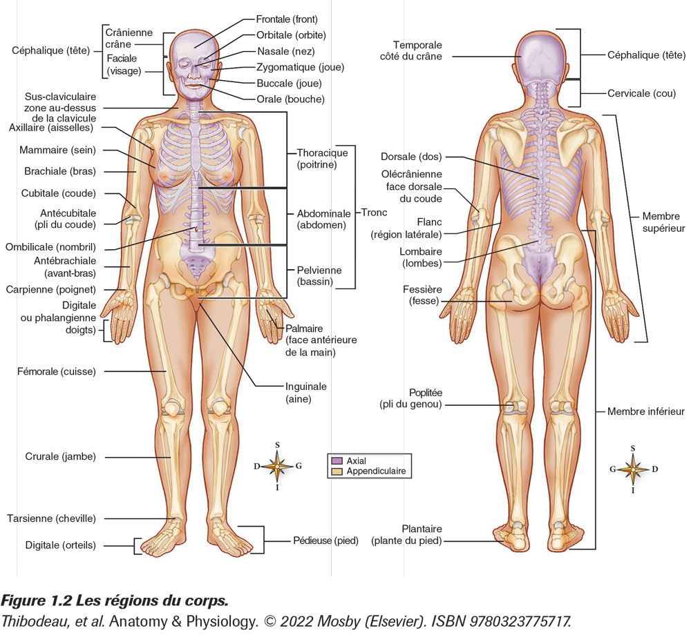 Anatomie : Les Fessiers - Blog Eric Favre