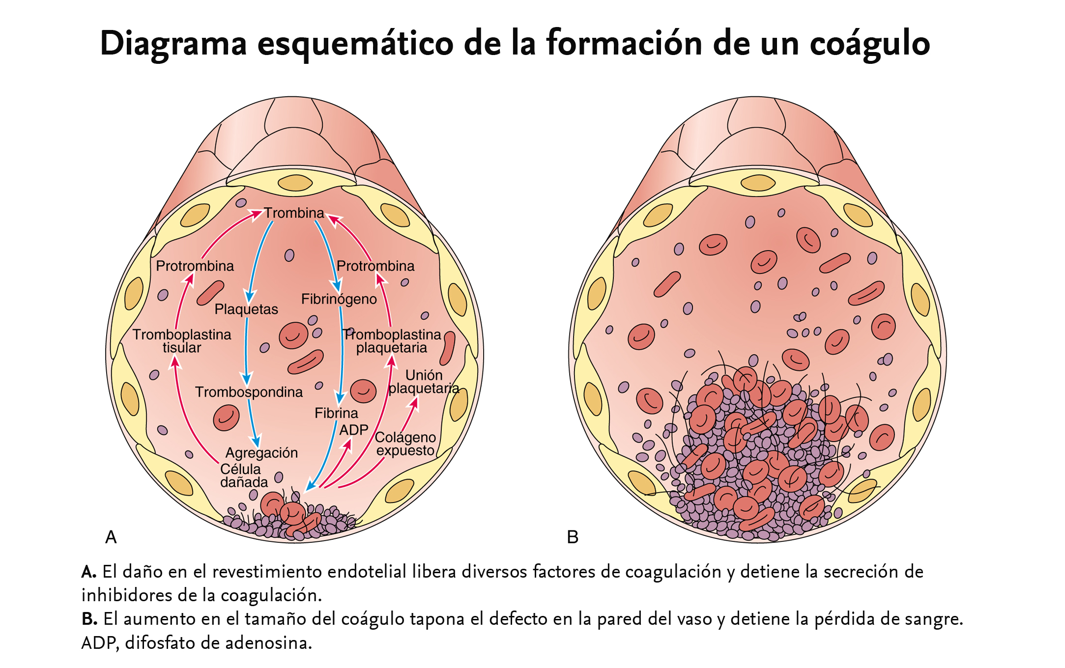 diagrama de estructura de plaquetas