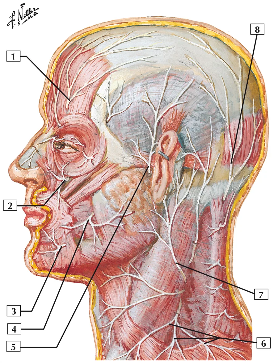 les nerfs dans les mémofiches anatomie Netter tête et cou