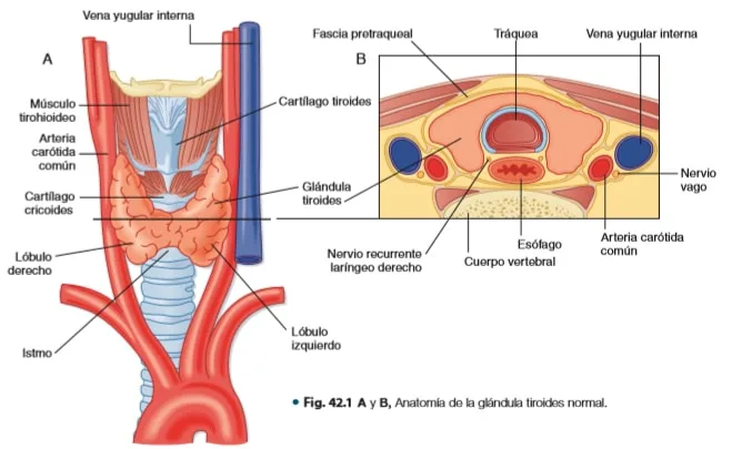 Anatomia hormona tioridea