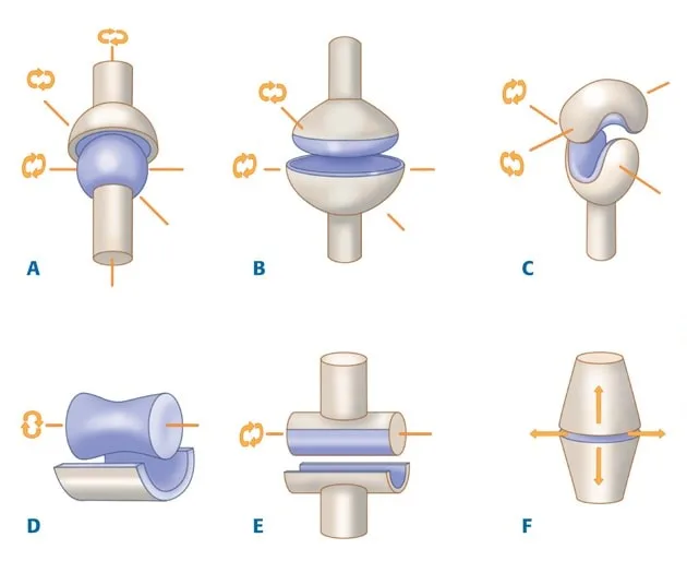 Figure 3.4: Classification morphologique des articulations synoviales