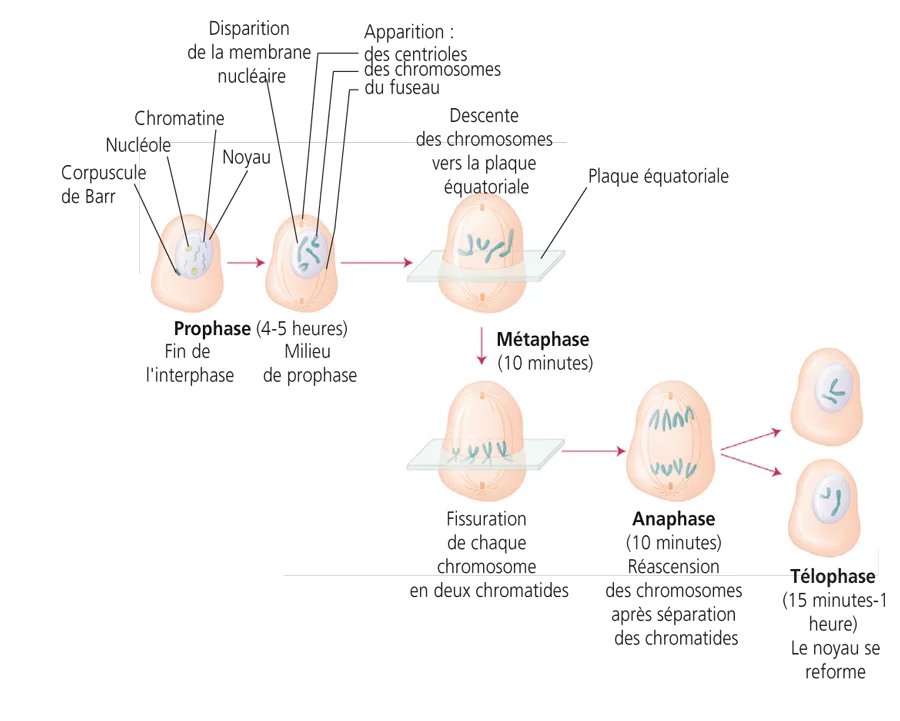 Prophase metaphase cycle cellulaire IFSI
