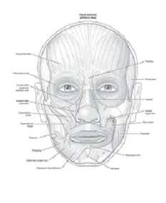 Facial Muscles, Gray’s Anatomy for Students 4th Edition