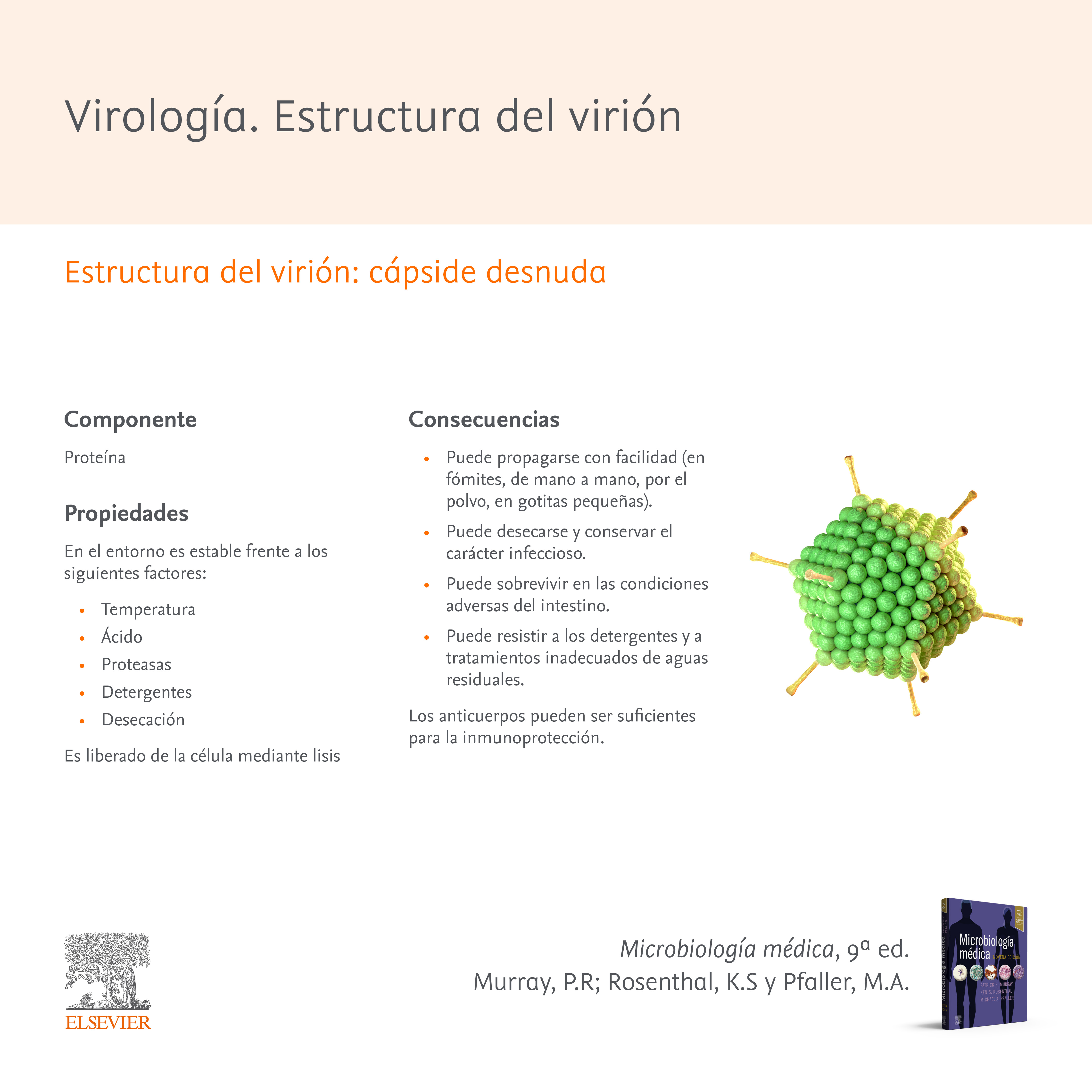 estructura de paramixovirus