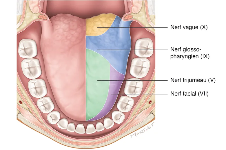  Les nerfs sensitifs de la langue