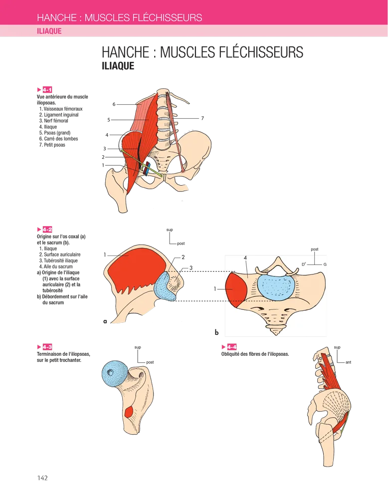 HANCHE : MUSCLES FLÉCHISSEURS