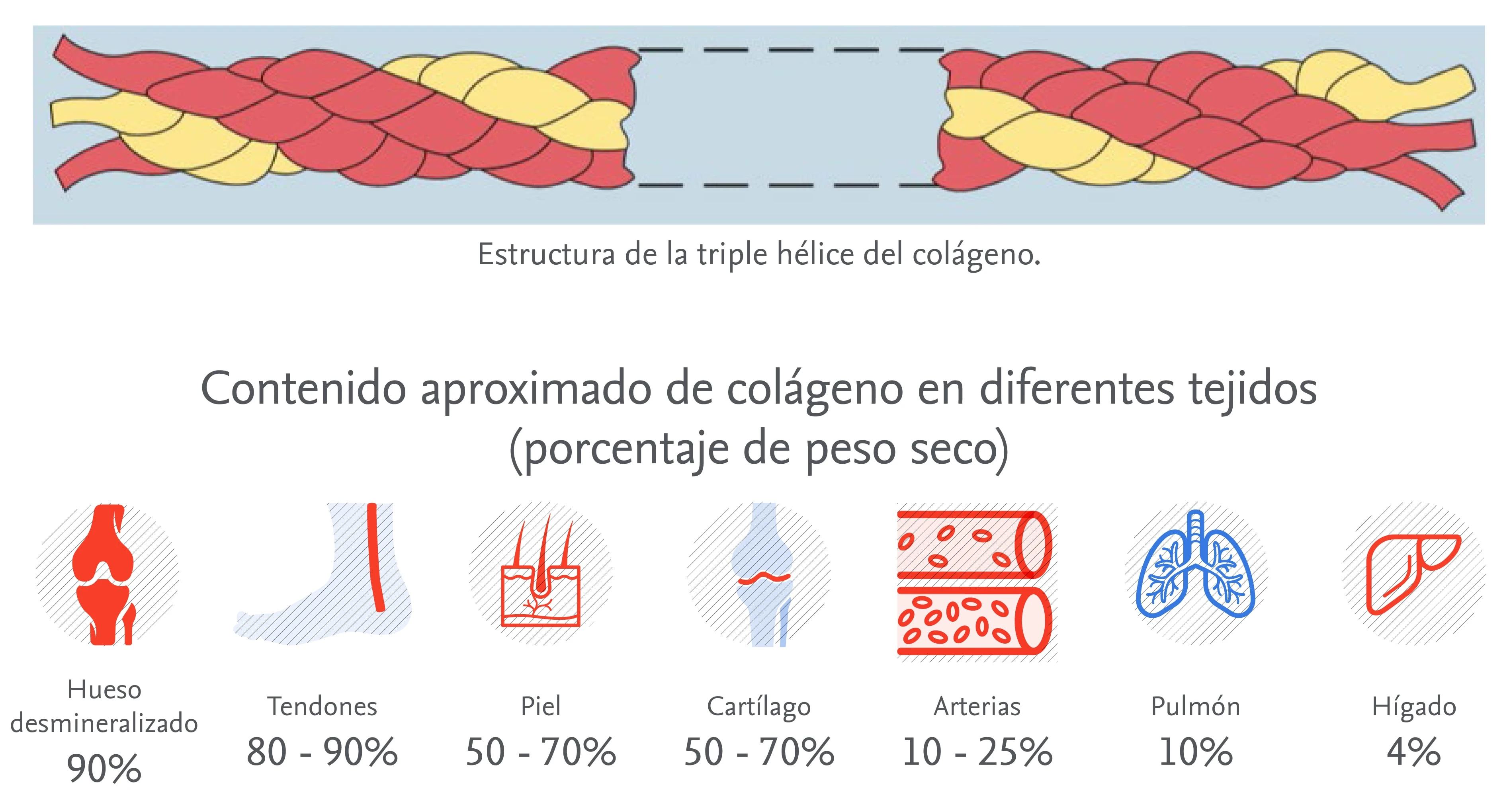 La importancia del colágeno en los tejidos conectivos