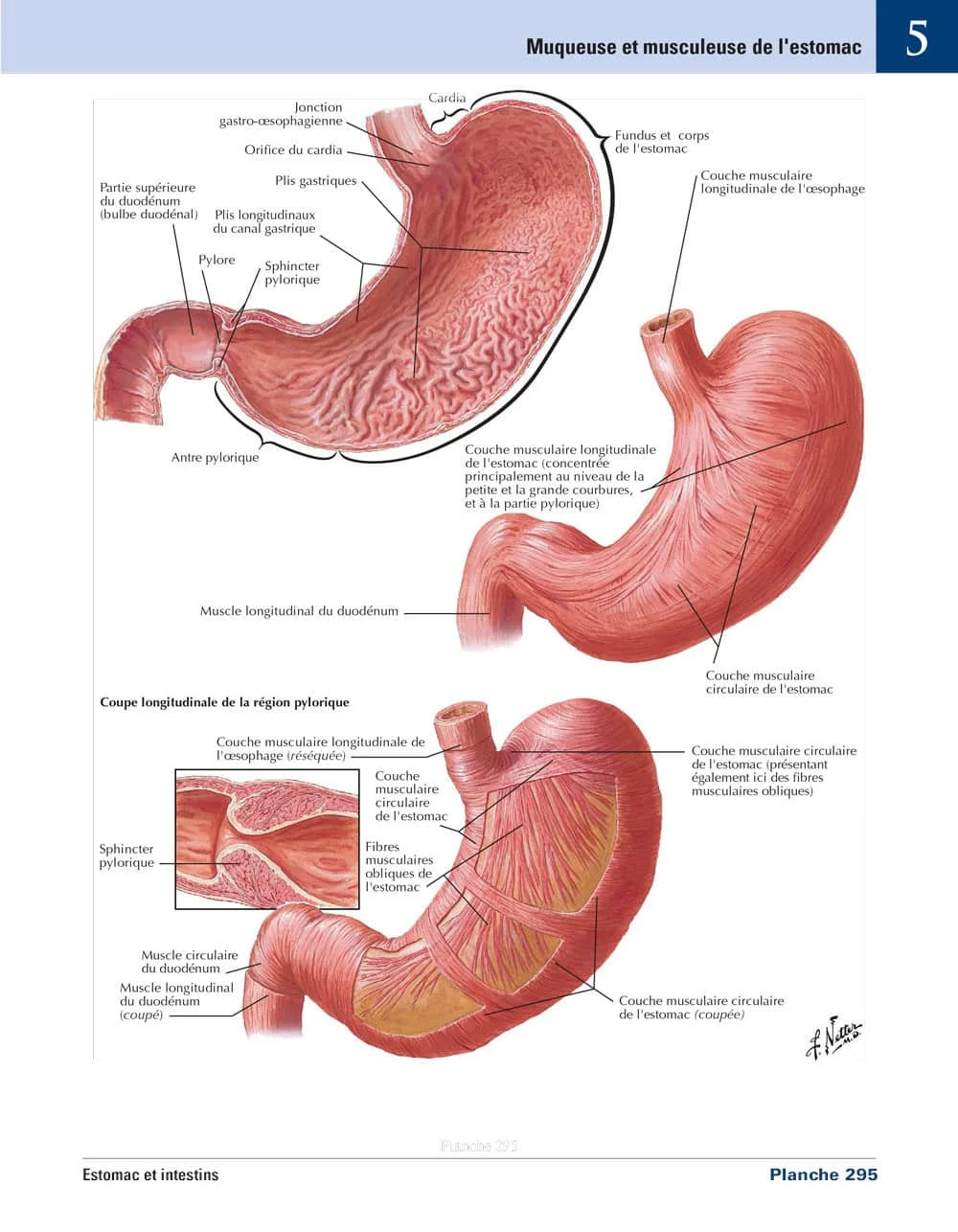 Planche 295 : Muqueuse et musculeuse de l'estomac