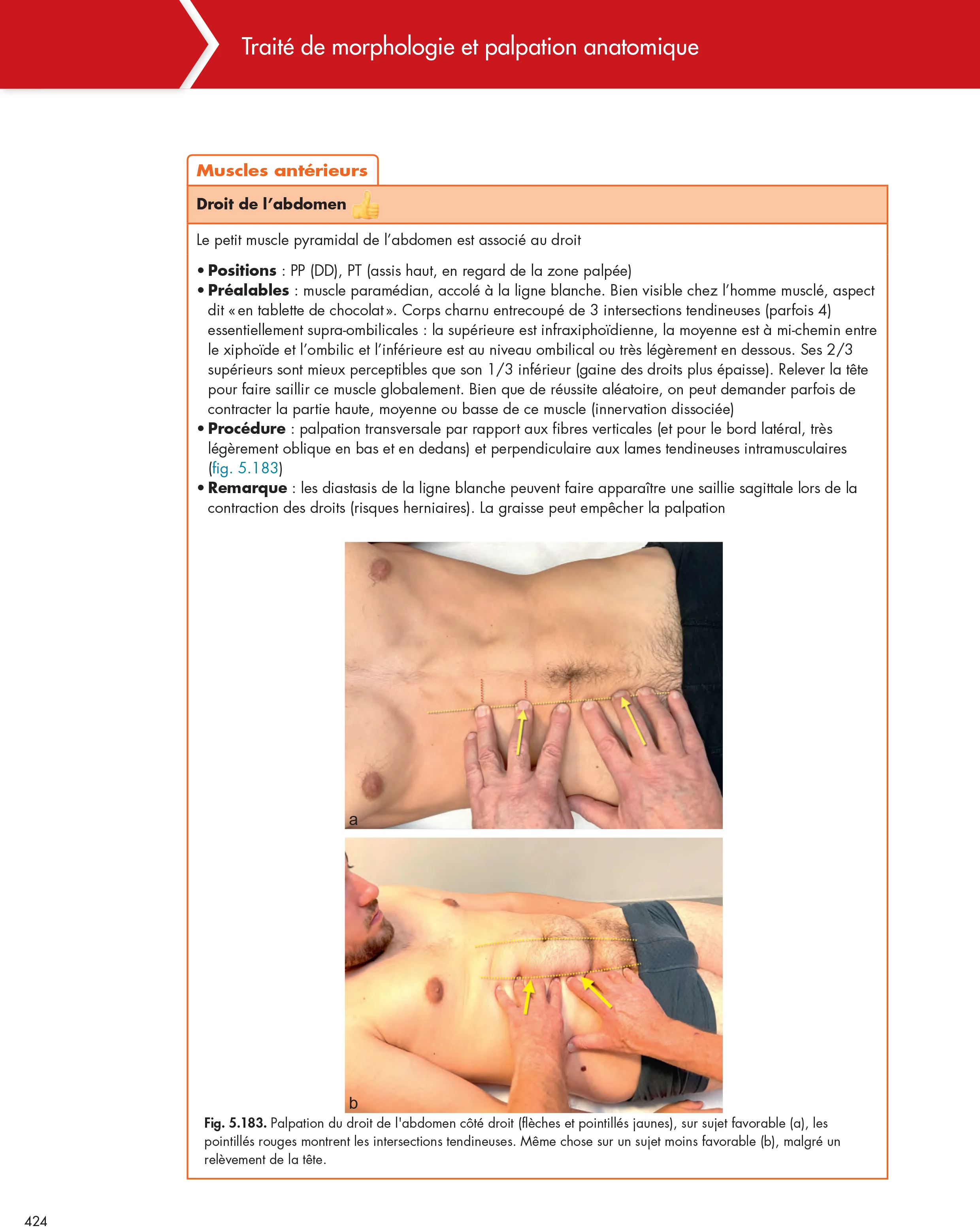 Chapitre 5 - Anatomie palpatoire des muscles