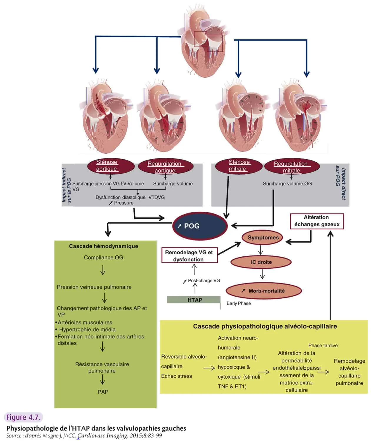 DFGSM 2 3 Syst me Cardio vasculaire dfgsm-2-3-syst-me-cardio-vasculaire