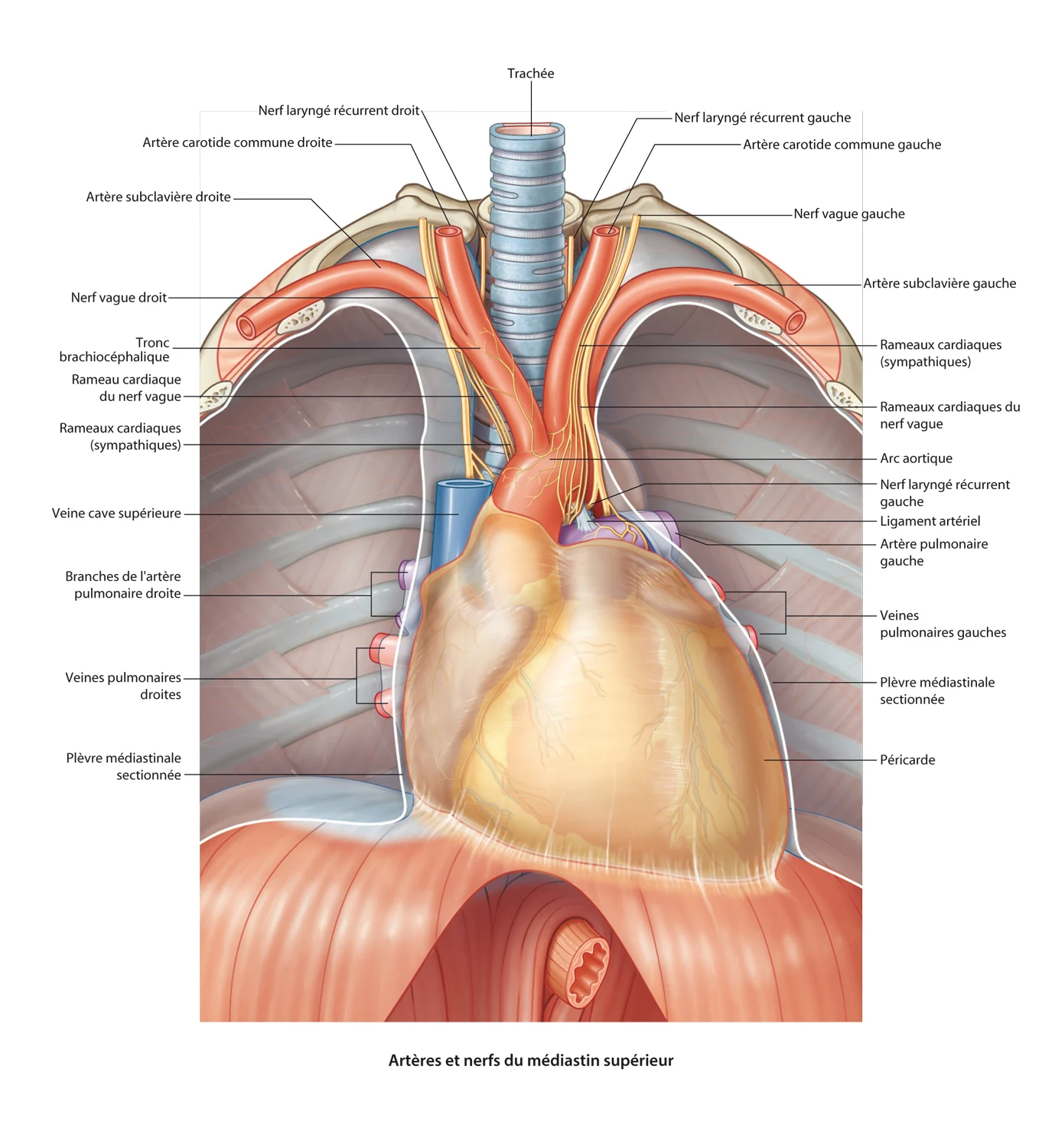 arteres et nerfs du mediastin