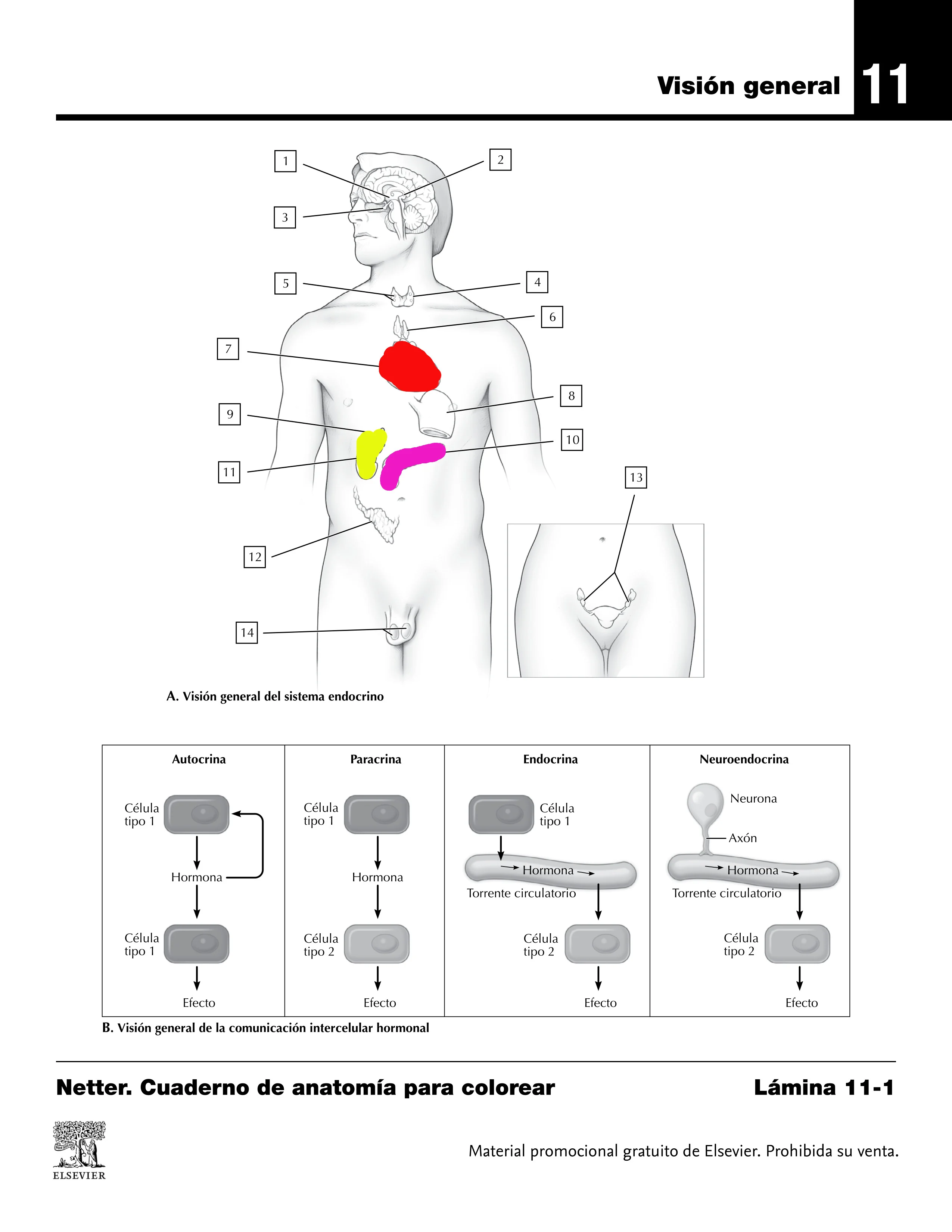 Láminas de anatomía para colorear