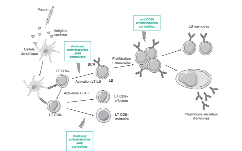 Mécanismes de la vaccination et interactions possibles par les traitements immunomulateurs