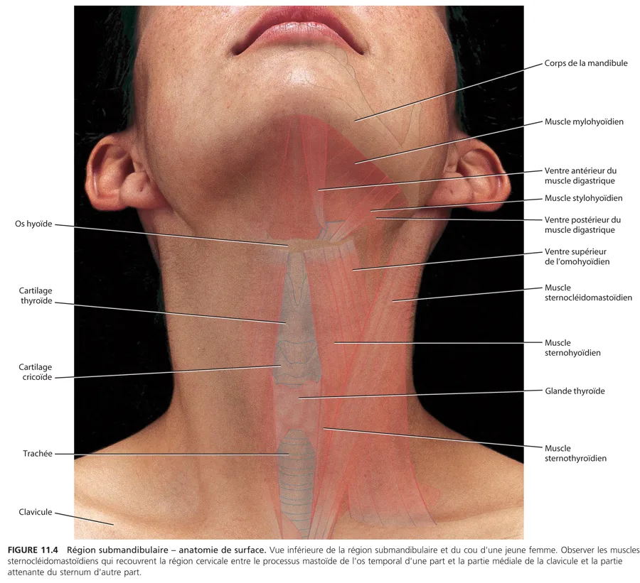 Région submandibulaire : Anatomie
