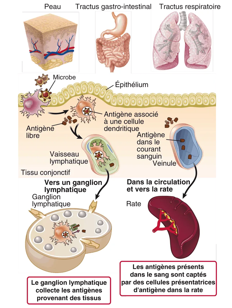 Les bases de l'immunologie fondamentale et clinique