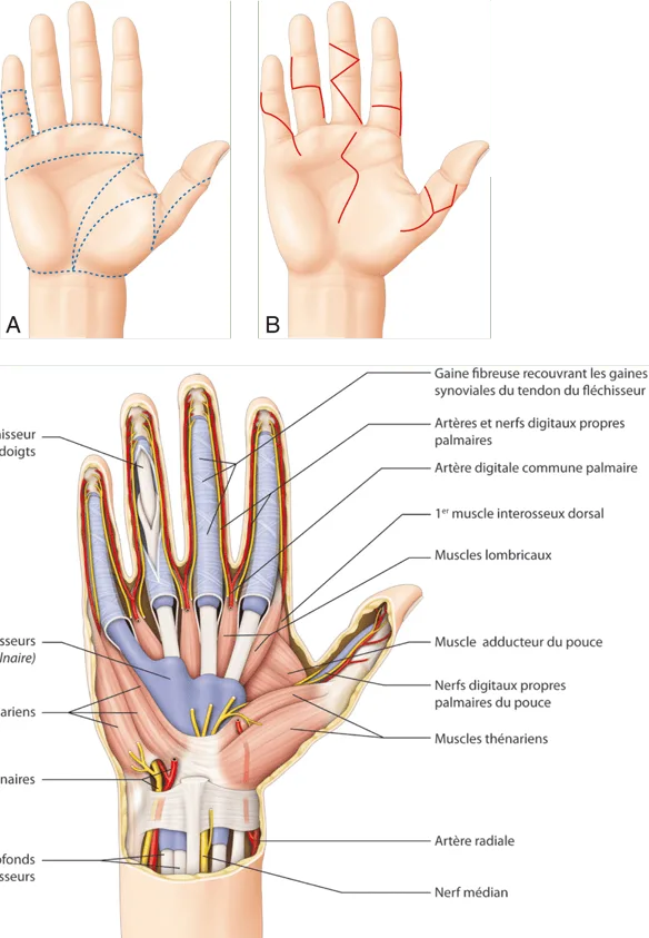 Anatomie de la face palmaire de la main.