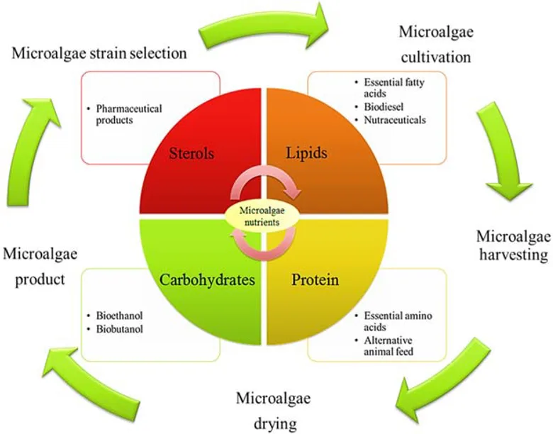 Source: Upcycling of Carbon from Waste via Bioconversion into Biofuel and Feed (Access on Knovel)