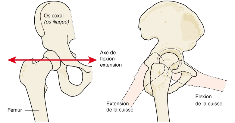 Les mouvements de flexion-extension de la hanche