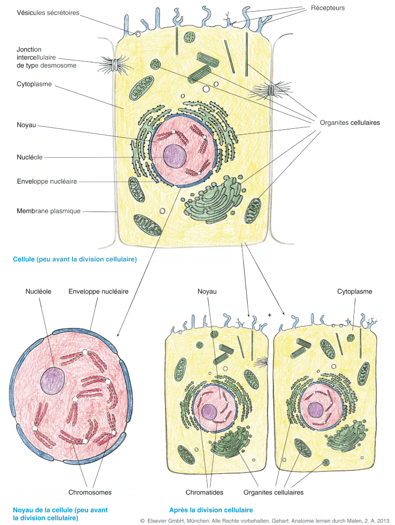 En couleurs : Cellule (peu avant la division cellulaire) ; noyau de la cellule (peu avant la division cellulaire) ; après la division cellulaire