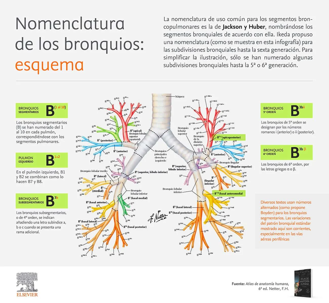 Infografia Nomenclatura de los bronquios 2