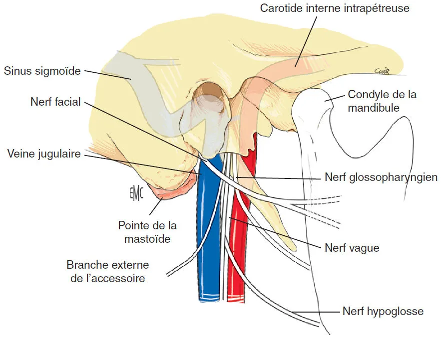 Innervation motrice de la langue. Nerfs hypoglosse (XII), glossopharyngien (IX), vague (X) et accessoire (XI).