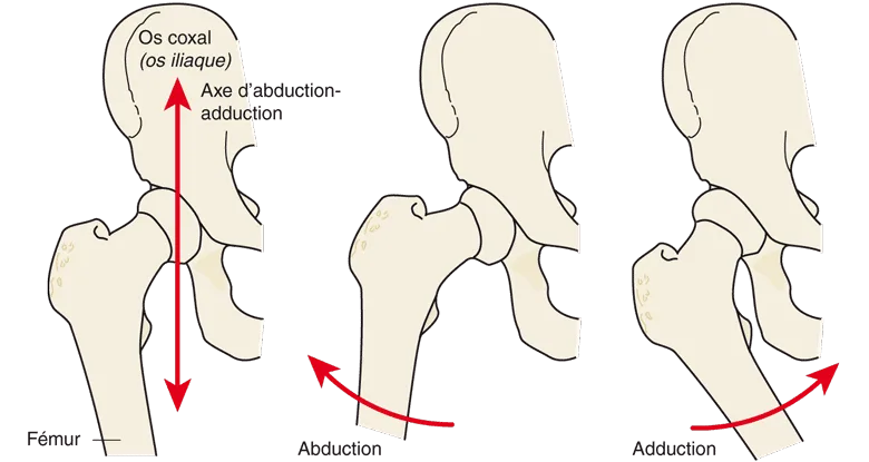  Les mouvements d'abduction et d'adduction de la hanche.