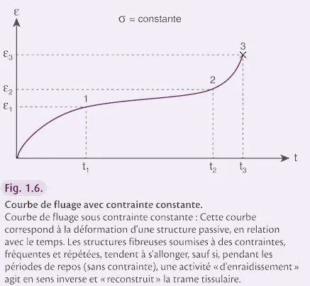 Courbe de fluage sous contrainte constante