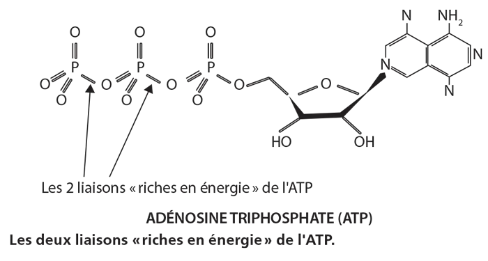Fiche 12 - Cellule ATP