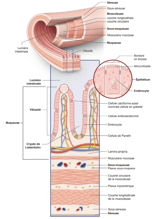 Figure 4.1: Les 4 couches constituant la paroi du tractus gastro-intestinal