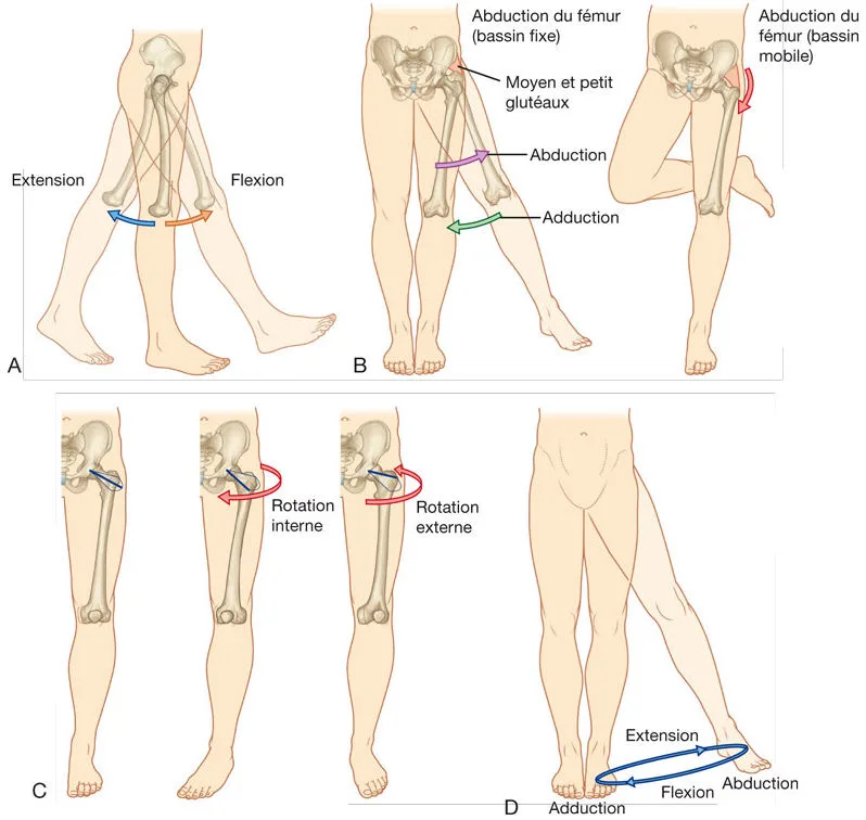 Mouvements de la hanche : Flexion et extension ; Abduction et adduction ; Rotation externe et interne ; Circumduction.