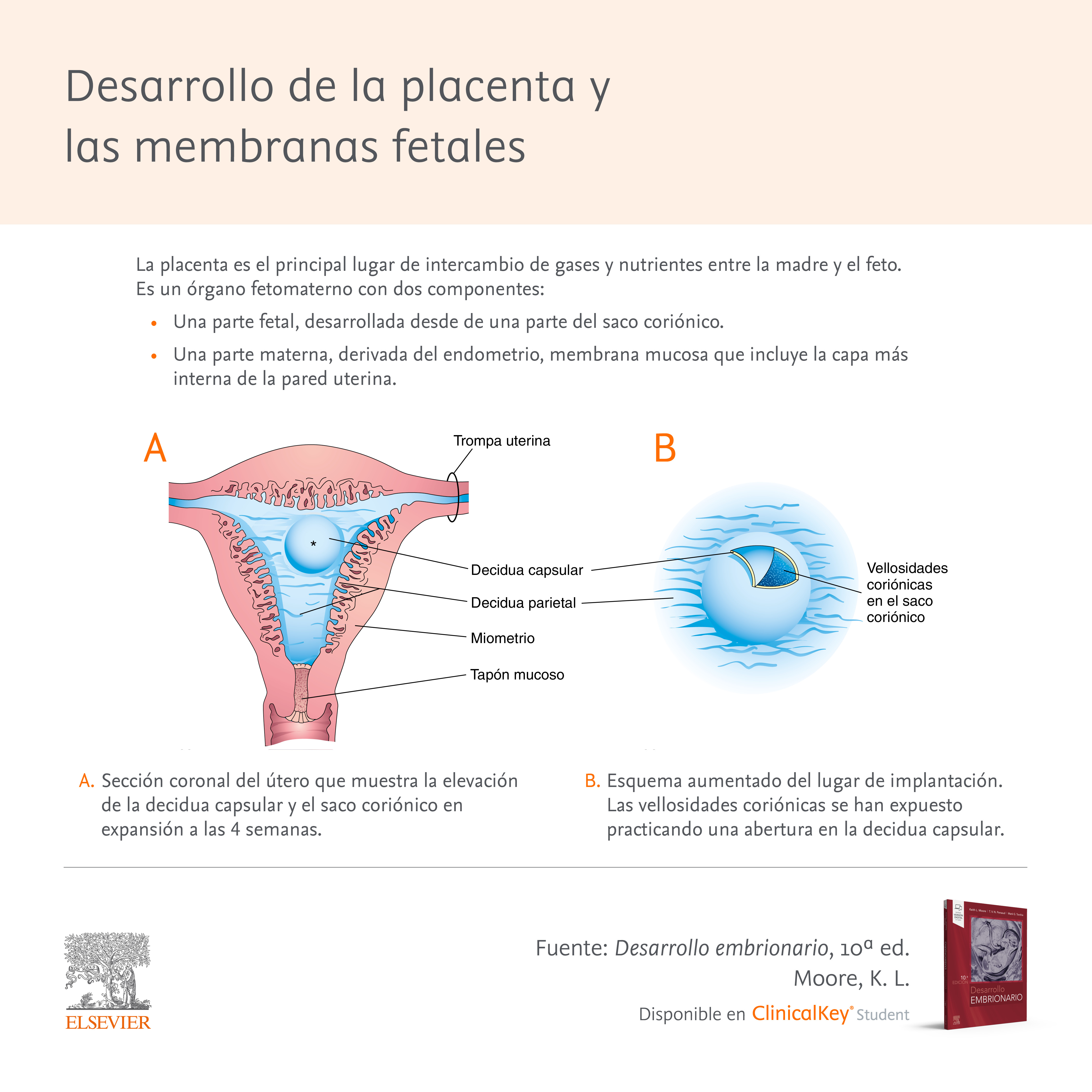 capa funcional de la histología del útero