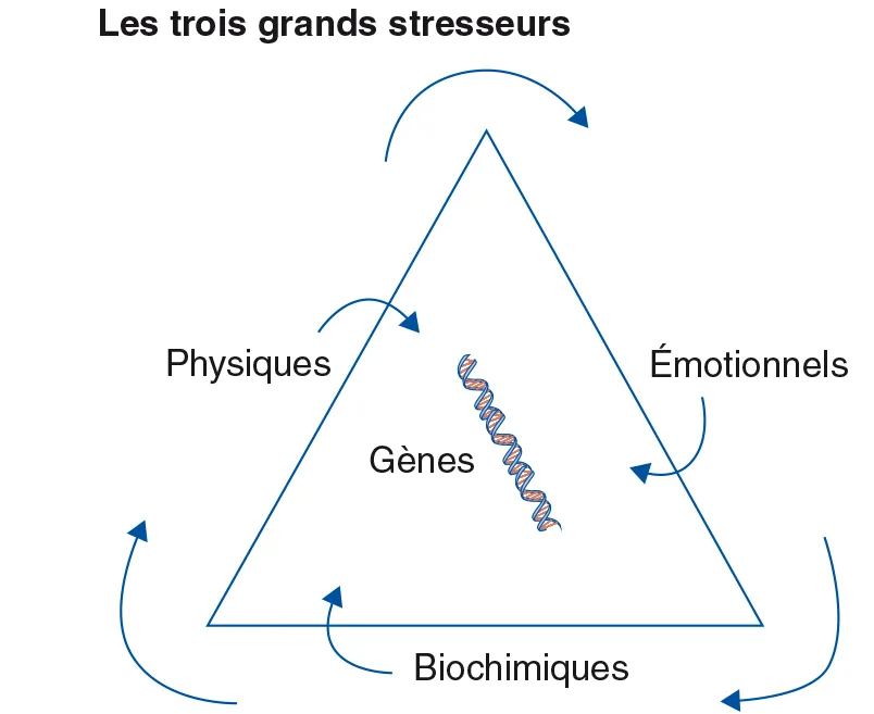 Les 3 S (types de stresseurs) : physiques (structurel), émotionnels (mental) et biochimiques