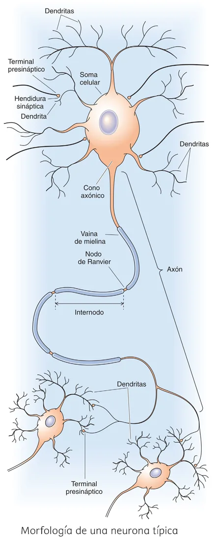 Morfologia de una neurona tipica