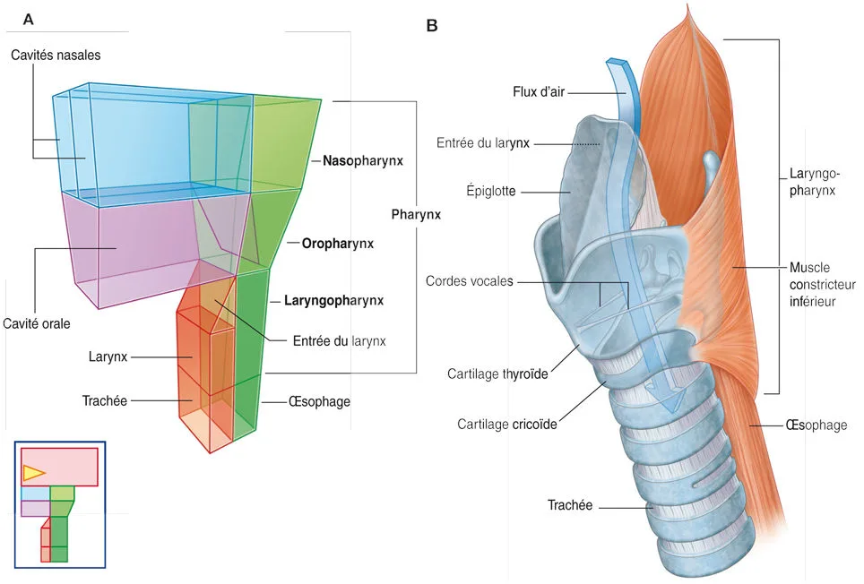 Structures particulières du cou. (A) Organisation générale. (B) Vue anatomique