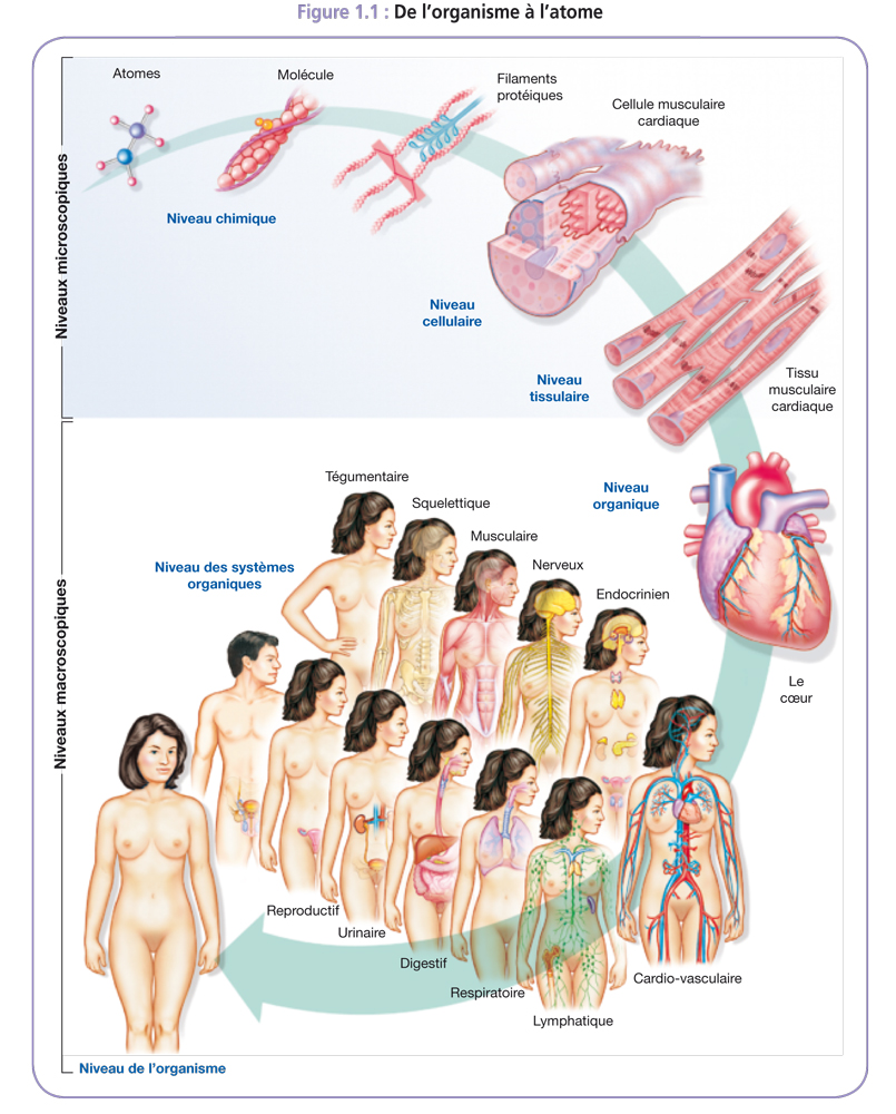 Le corps humain et ses constituants - Biologie Simplifiée