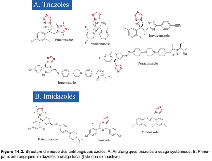 antifongiques-azol-s-pharmacologie
