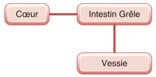 Lien entre le cœur, l'intestin grêle et la vessie