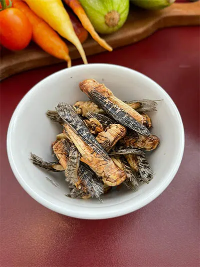 Insect dish (photo by Dr Argang Ghadiri)