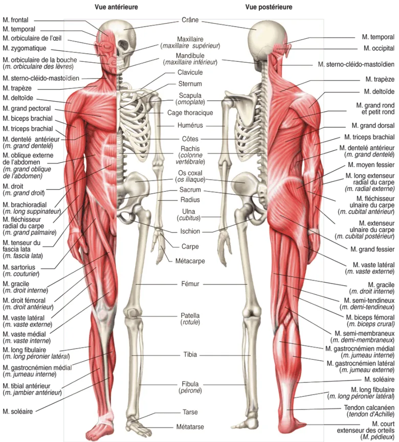 Figure 2.1. Vue générale des muscles et des os.