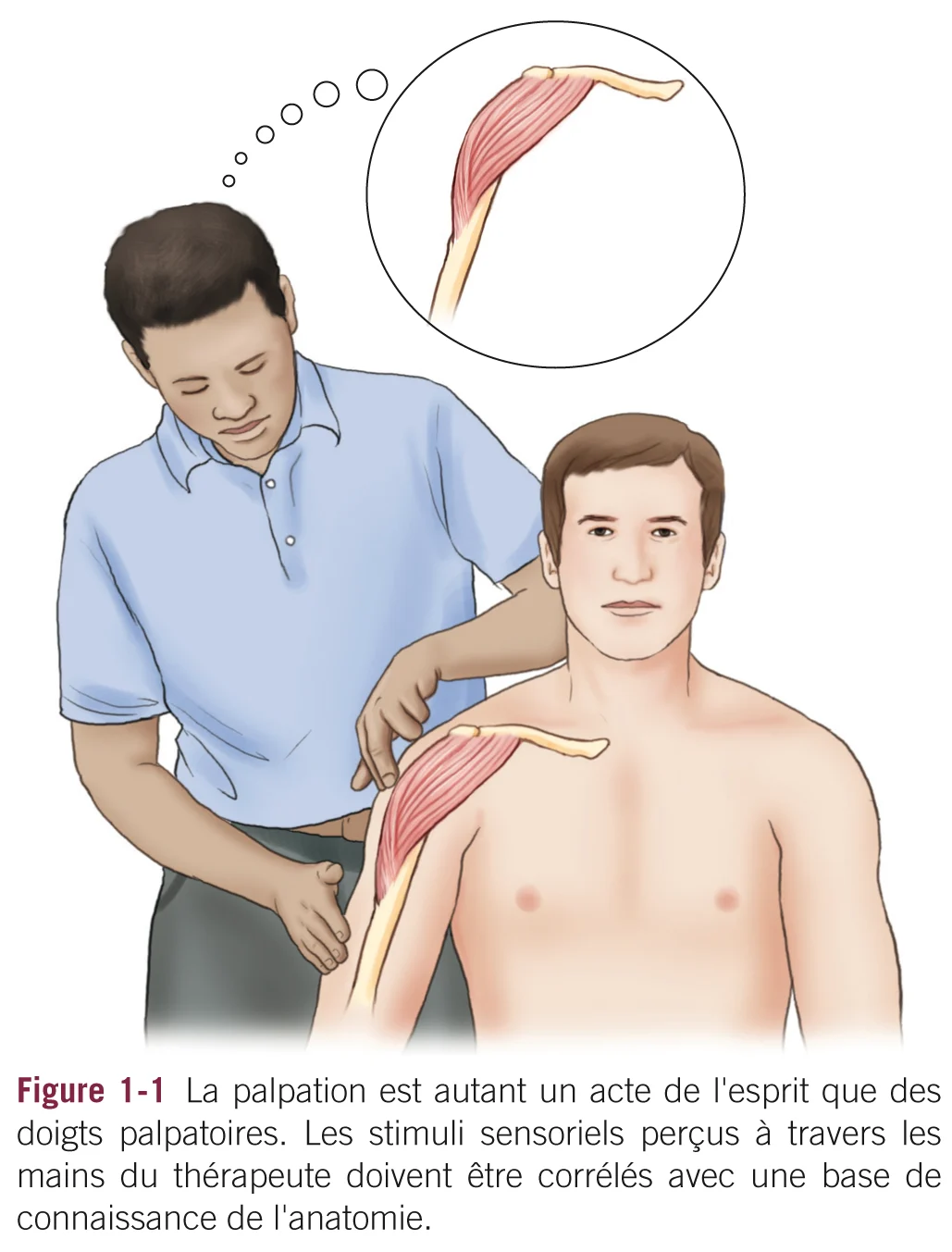 Manuel De Palpation Osseuse Et Musculaire manuel-de-palpation-osseuse-et-musculaire
