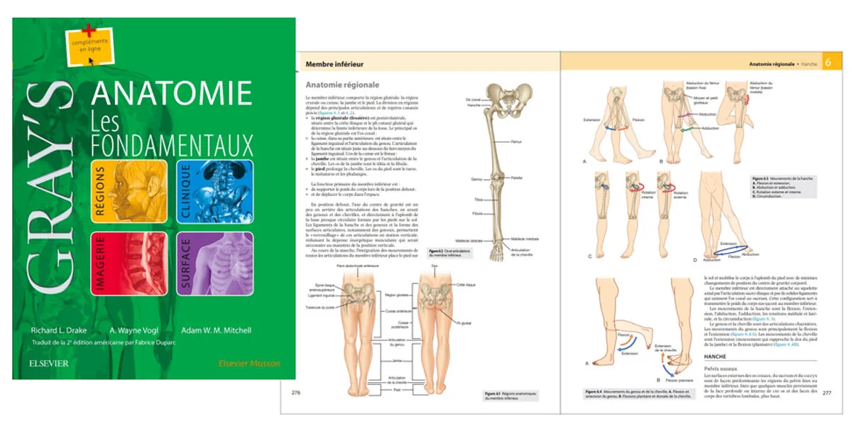 Gray's Anatomie - Les fondamentaux