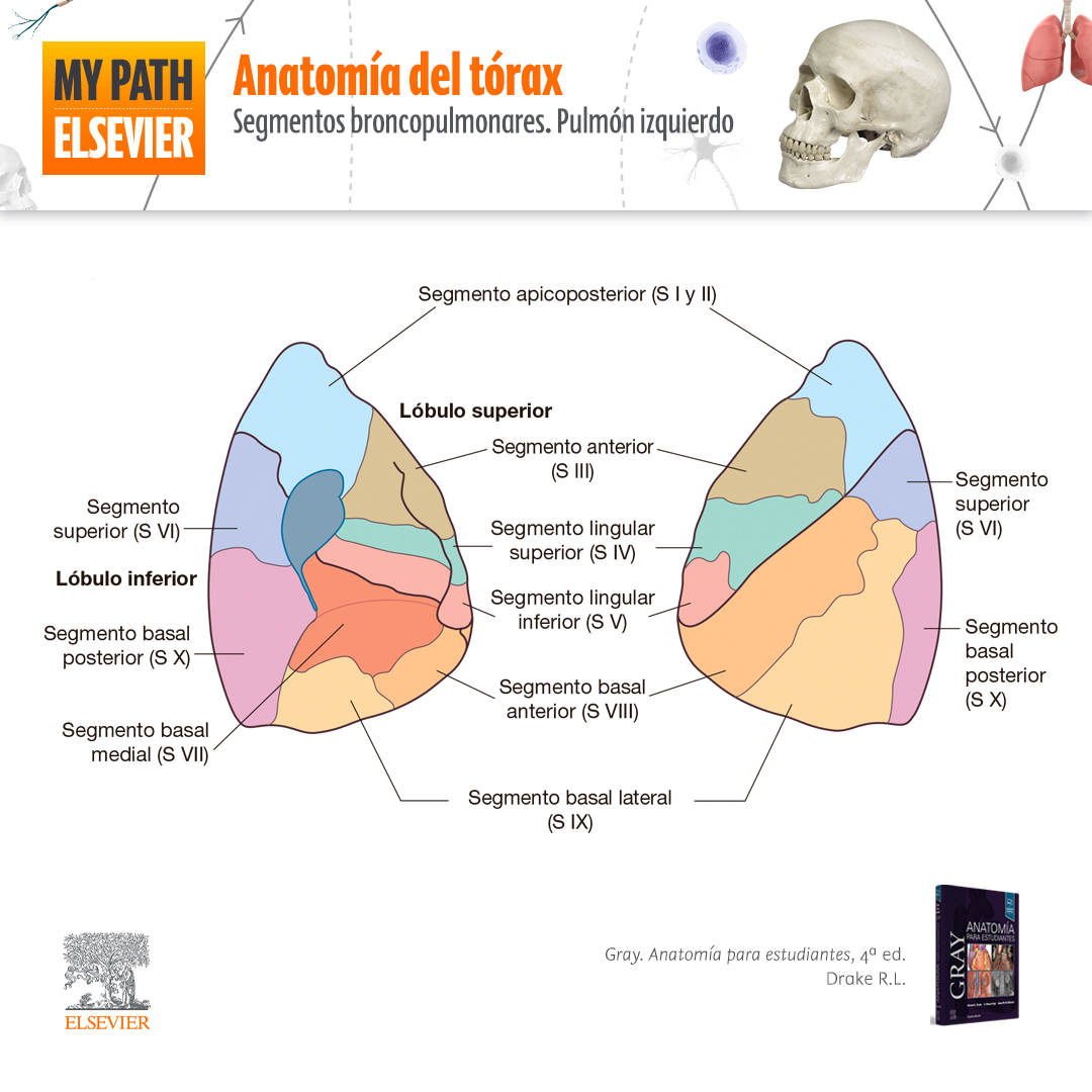 segmentos broncopulmonares