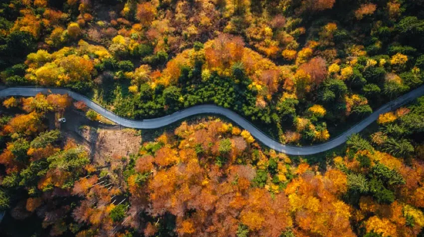 A winding road with autumn trees on both sides. 